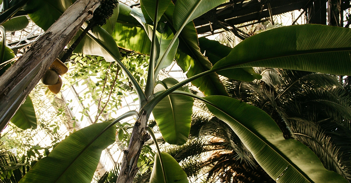 Beneficial insects are tiny, violent heroes in the garden