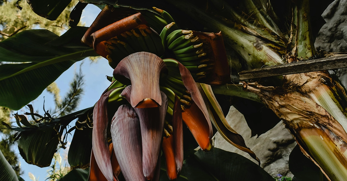 Banana thrips are tiny, horribly destructive insects