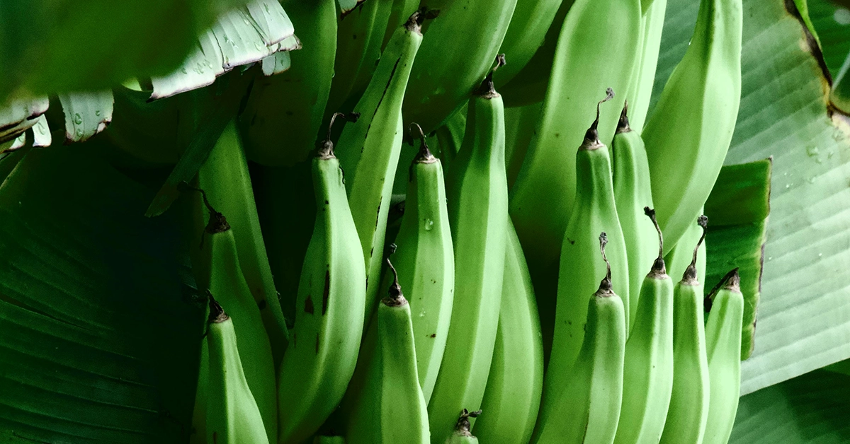 banana plants