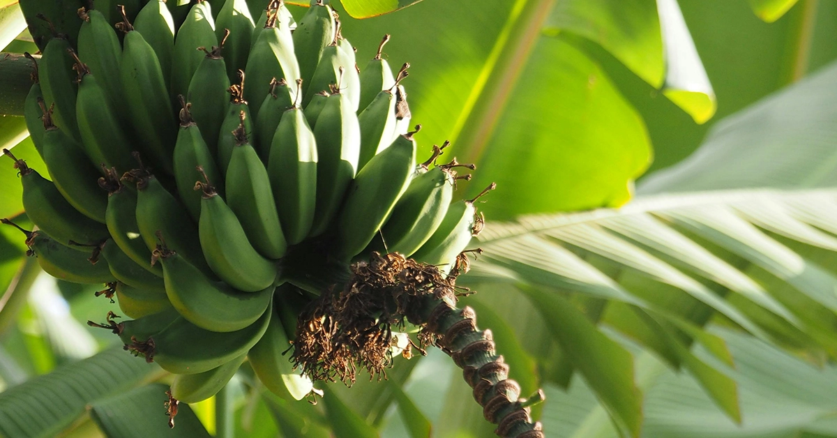 The Banana Aphid is a tiny but harmful insect