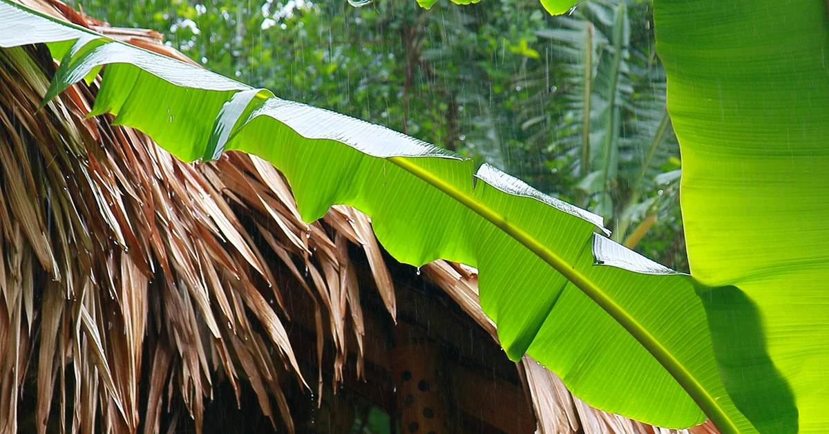 The Banana weevil is a horrific insect that plagues plantations