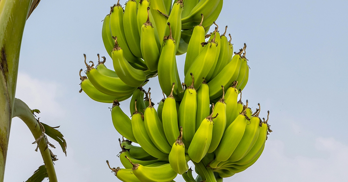 Unveiling the Relentless Banana Borers