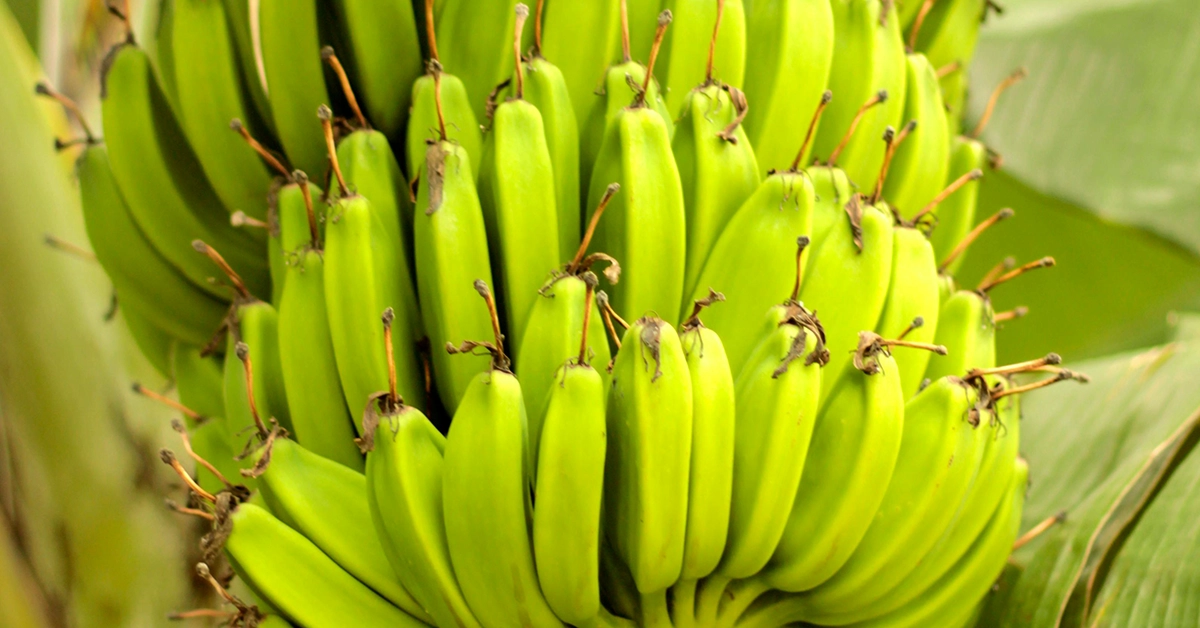 Parasitoid wasps are tiny warriors in the world of pest control