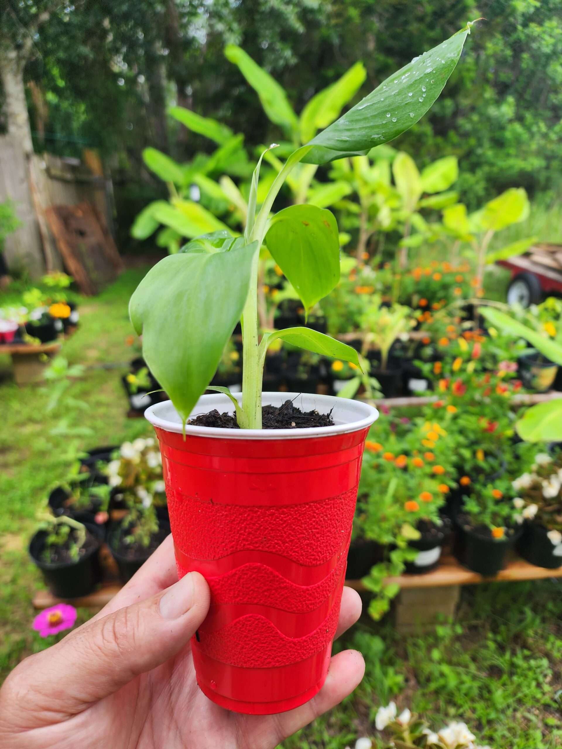 Gran Nain Banana Plant